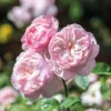 David Austin 'Gentle Hermione' Pink English Rose 6Ltr Pot