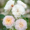 David Austin 'Emily Brontë' Pink English Rose 6Ltr Pot
