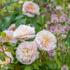 David Austin 'Emily Brontë' Pink English Rose 6Ltr Pot -Hush Arbor Sales 5031825021869 3 9b7506c8 1c1e 4c44 9a3b 79c60ca6b933