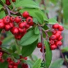 Cotoneaster 'Hybridus Pendulus' 12Ltr Pot