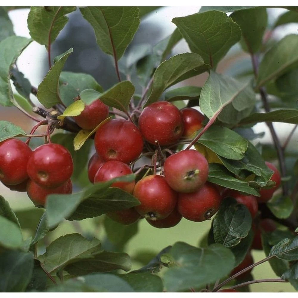 Crab Apple 'Gorgeous' M27 Rootstock 12Ltr Pot 1 Crab Apple 'Gorgeous' M27 Rootstock 12Ltr Pot