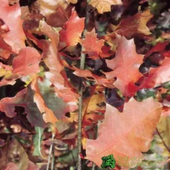 Red Oak Tree 'Quercus Rubra' 12Ltr Pot