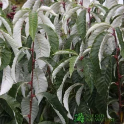 Sorbus Hemsleyi 'John Bond' 7Ltr Pot