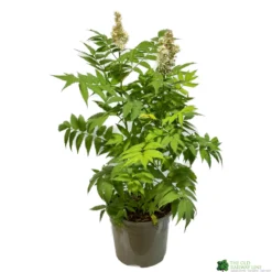 Sorbaria 'Sem' 3ltr Pot