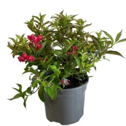 Weigela 'All Summer Red' Plant 3Ltr Pot
