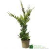 Cupressus 'Excalibur Gold' Conifer 3Ltr Pot
