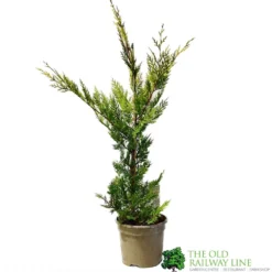 Cupressus 'Excalibur Gold' Conifer 3Ltr Pot