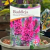 Buddleja 'Prince Charming' 5Ltr Pot