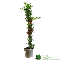 Pyracantha Coccinea 'Red Star' Fire Thorn 3Ltr Pot