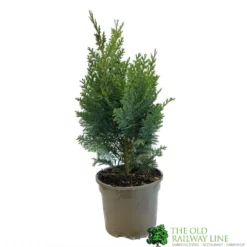 Chamaecyparis Lawsonia 'Columnaris Glauca' Conifer 3Ltr Pot