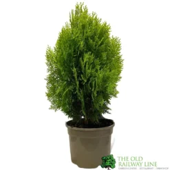 Platycladus Orientalis 'Aurea Nana' Conifer 3Ltr Pot