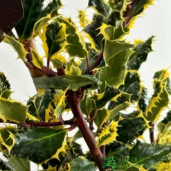 Ilex Aquifolium 'Ferox Argentea' Silver Hedgehog Holly 3Ltr Pot -Hush Arbor Sales 5055028616660 2