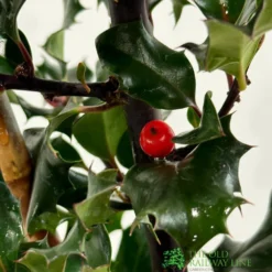 Ilex X Meserveae 'Blue Angel' Holly 3Ltr Pot 3 Ilex X Meserveae 'Blue Angel' Holly 3Ltr Pot -Hush Arbor Sales 5055028622722 2