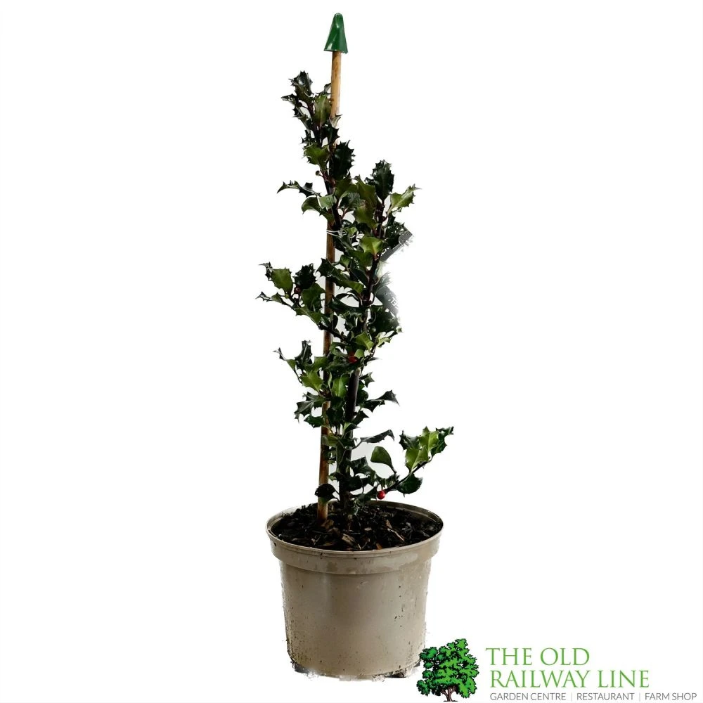 Ilex X Meserveae 'Blue Angel' Holly 3Ltr Pot 1 Ilex X Meserveae 'Blue Angel' Holly 3Ltr Pot