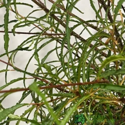 Rhamnus Frangula 'Asplenifolia' 3Ltr Pot -Hush Arbor Sales 5055028639775 2