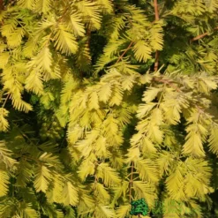 Metasequoia Glyptostroboides ‘Gold Rush’ Dawn Redwood 10Ltr Pot