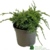 Juniper 'Holger' 3Ltr Pot