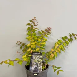 Kolkwitzia 'Maradco' Plant 3Ltr Pot