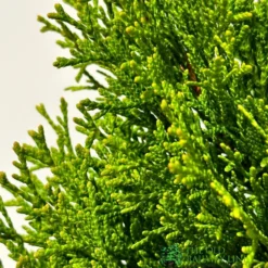 Thuja Occidentalis 'Smaragd' White Cedar Conifer 3Ltr Pot -Hush Arbor Sales 5055028659421 2