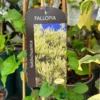 Fallopia 'Baldschuanica' Russian Vine Climber 3Ltr Pot