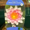 Water Lily Nymphaea Madame Wilfron Gonnere Pond Plant 3Ltr Pot