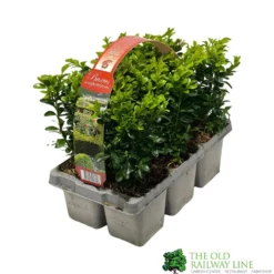 Buxus Sempervirens 6 Pack Of Plants