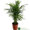 Areca Dypsis Lutescens Indoor Palm 1.5m Tall