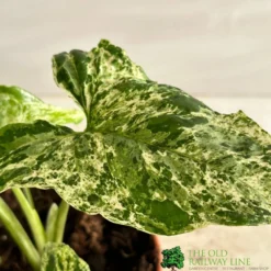 Hush Arbor Sales -Hush Arbor Sales 8717432215811 2