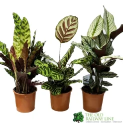 Calathea (Mixed Variety) Houseplant 14cm Pot