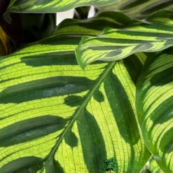 Calathea (Mixed Variety) Houseplant 14cm Pot -Hush Arbor Sales 8717432220990 3