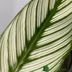 Calathea (Mixed Variety) Houseplant 14cm Pot -Hush Arbor Sales 8717432220990 4