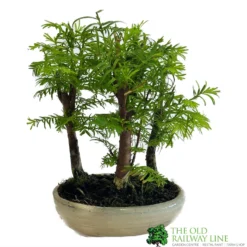 Bonsai 'Metasequoia' 15cm Round Pot