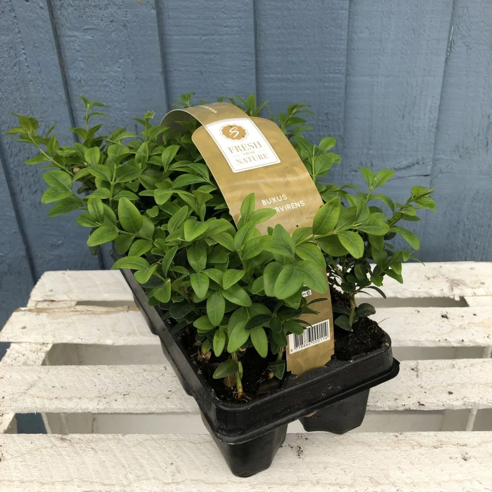 Buxus Six Pack Box Plants (NL) 1 Buxus Six Pack Box Plants (NL)