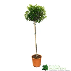 Olive Tree 'Olea Europaea' 1.5m Tall