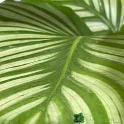 Calathea Houseplant (Mixed Varieties) 19cm Pot -Hush Arbor Sales 8718985581125 3