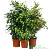Ficus Benjamina Mixed Variety 19cm