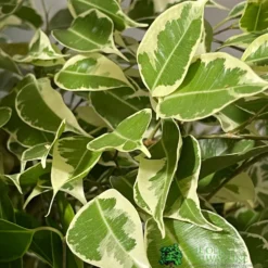 Ficus Benjamina Mixed Variety 19cm -Hush Arbor Sales 8719127092356 3