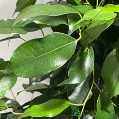 Ficus Benjamina Mixed Variety 19cm -Hush Arbor Sales 8719127092356 4