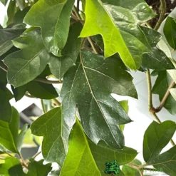 Hush Arbor Sales -Hush Arbor Sales 8719127745733 2