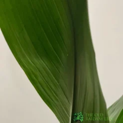 Aspidistra 'Cast Iron' Houseplant 17cm Pot -Hush Arbor Sales 8719127861174 3