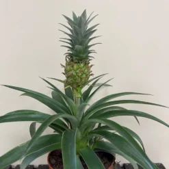Pineapple 'Ananas Corona' 12cm Pot (NL)