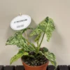 Syngonium 'Mottled' Rare Houseplant 12cm Pot (NL)