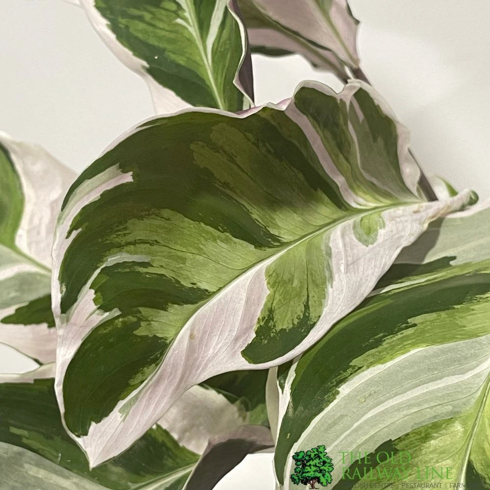 Calathea 'White Fusion' Rare Houseplant 14cm Pot 2 Calathea 'White Fusion' Rare Houseplant 14cm Pot - Image 2