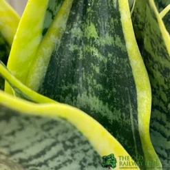 Sansevieria Trifasciata 'Futura Superba' Succulent Houseplant 12cm Pot -Hush Arbor Sales 8719522707886 3