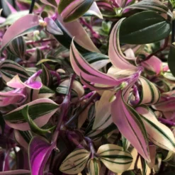 Tradescantia Hanging 17cm Pot Assorted Colours Available