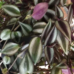 Tradescantia Hanging 17cm Pot Assorted Colours Available -Hush Arbor Sales 8719562620954 3