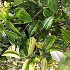 Tradescantia Hanging 17cm Pot Assorted Colours Available -Hush Arbor Sales 8719562620954 4