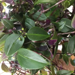 Tradescantia Hanging 17cm Pot Assorted Colours Available -Hush Arbor Sales 8719562620954 5