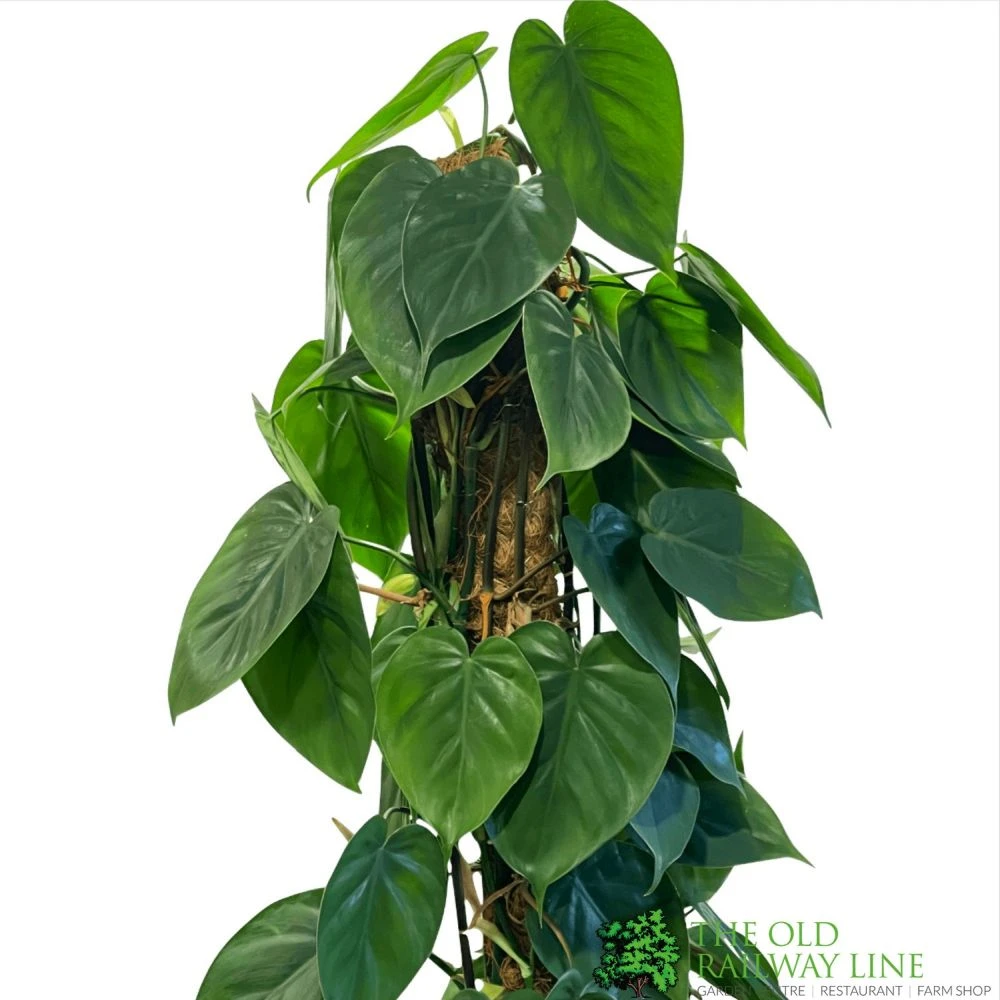 Philodendron 'Scandens' Houseplant On Moss Pole 1.5m Tall 1 Philodendron 'Scandens' Houseplant On Moss Pole 1.5m Tall