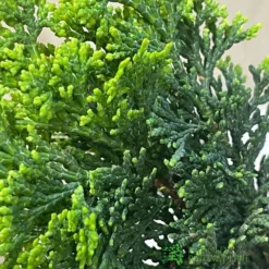 Bonsai Tree 'Chamaecyparis' Outdoor Bonsai 20cm Pot -Hush Arbor Sales 8719562861814 3